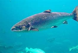 Ikan Salmon Berasal Dari Laut Atau Sungai